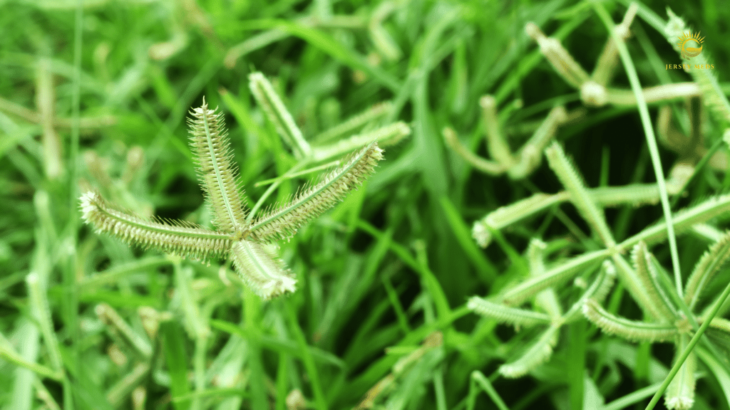 Sativa Cannabis Strains.