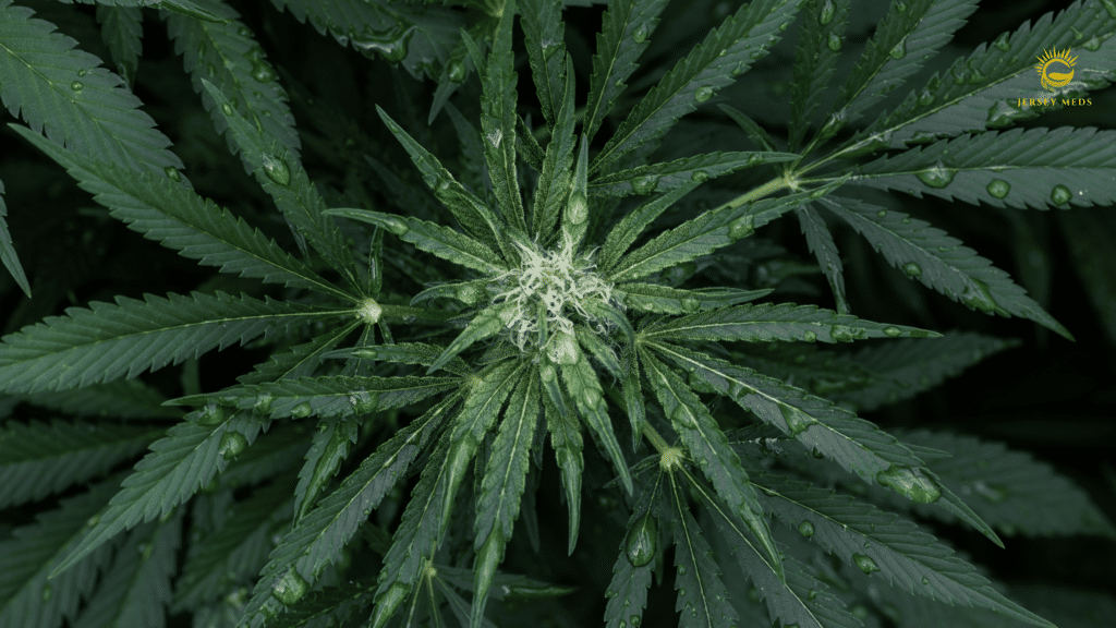 Sativa Cannabis Strains